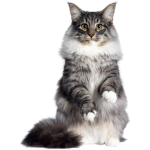 Cat Products