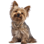 Dog Products